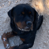 Hank the Tank (b.2015 - d.12/31/2024)